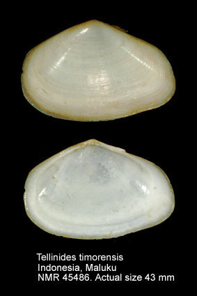 Tellinides timorensis.jpg - Tellinides timorensis(Lamarck,1818)